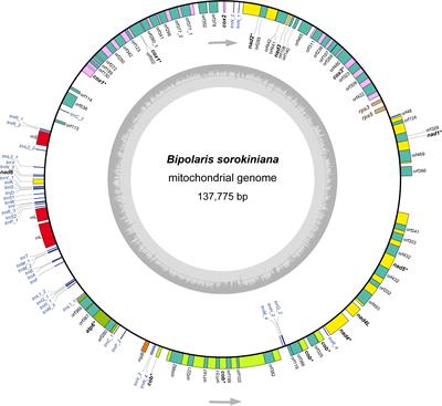 The Mitochondrial Genome of the Phytopathogenic Fungus Bipolaris sorokiniana and the Utility of Mitochondrial Genome to Infer Phylogeny of Dothideomycetes